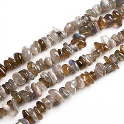 Labradorite Copeaux de labradorite naturelle perles brins, 2.5~6x4.5~10.5mm, Trou: 0.8~1mm, environ 33.86 pouces (86 cm)