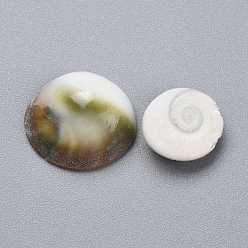 Colorful Natural Sea Shell Cabochons, Half Round/Dome, Colorful, 12.5~20.5x12.5~17.5x4.5~7.5mm