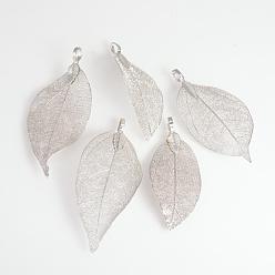 Platinum Plated Electroplated Natural Leaf Big Pendants, with Iron Findings, Platinum Plated, 50~80x20~35x1mm, Hole: 3x6mm