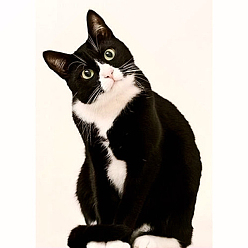 Color mezclado Kits de pintura de diamantes con tema de gato rectangular diy, incluyendo lienzo, diamantes de imitación de resina, bolígrafo adhesivo de diamante, plato de bandeja y arcilla de cola, negro, 300x400 mm