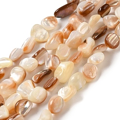 Autres Coquillages De Mer Naturelles coquillage perles brins, nuggets, 8~14.5x4~10x4~10mm, Trou: 0.9mm, Environ 38~41 pcs/chapelet, 14.69''~15.16'' (37.3~38.5 cm)