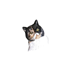 Cat Shape Autocollants en papier de tatouages temporaires imperméables amovibles à thème anmial, Motif de chat, 6x6 cm