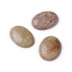 Fossil Coral Natural Fossil Coral Cabochons, Oval, 29.5~30x21.5~22x6~6.3mm