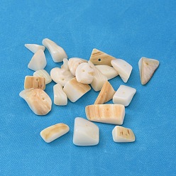 Marfil Cuentas de chips de concha de agua dulce natural, fragmentos de concha, teñido, blanco cremoso, 8~17x5~7x4~6 mm, Agujero: 1 mm, sobre 640 unidades / 500 g
