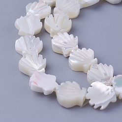 Other Sea Shell Shell Beads Strands, Scallop Shell Shape, 9.5~10x9.2~9.5x2.3~4mm, Hole: 0.8mm, about 40pcs/strand, 15.19 inch(38.6cm)