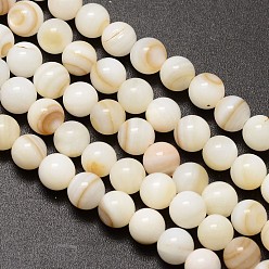 Coquillage D'eau Douce Brins de perles rondes en coquille d'eau naturelle, 6mm, Trou: 1mm, Environ 62 pcs/chapelet, 14.5 pouce