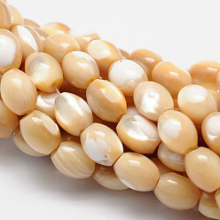 Other Sea Shell Natural Sea Shell Barrel Bead Strands, 11x9mm, Hole: 1mm, about 36pcs/strand, 15.3 inch