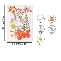 Tomato PET Waterproof Self Adhesive Dried Flower Stickers Sets, DIY Hand Bookmark Decoration Sticker, Flower, Tomato, 120x85mm