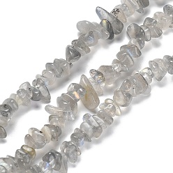 Labradorite Natural Labradorite Beads Strands, Chip, 5~15x5.5~6x2.5~4mm, Hole: 0.7mm, 30.31''~30.71''(77~78cm)