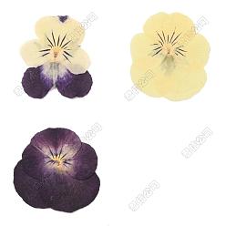 Mixed Color HOBBIESAY 90Pcs 3 Style Dried Pansy Flower, Craft Material, Mixed Color, 25~40x14~40x0.2~0.7mm, 30pcs/style