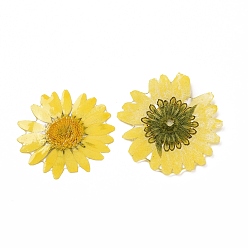 Amarillo Cabujones de flores de resina opaca, crisantemo, amarillo, 28.5~29.5x1.4 mm