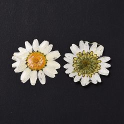 Белый Кабошоны цветка из непрозрачной смолы, хризантема, белые, 28.5~29.5x1.4 мм