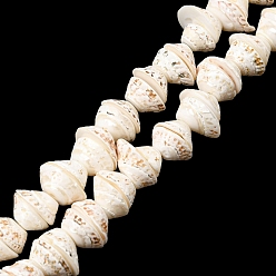 Color de la concha Hebras de perlas shell naturales, turritella, color de concha, 10~15x13x18 mm, agujero: 1 mm, sobre 52 unidades / cadena, 15.7 pulgada
