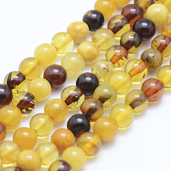 Ambre Perles d'ambre naturel brins, ronde, 6mm, Trou: 1mm, Environ 63~66 pcs/chapelet, 15.7 pouce (40 cm)