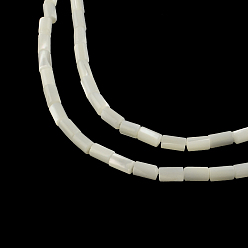 Carcasa Superior Columna de concha de troquídea natural / hebras de cuentas de concha de troco, 5~6x3.5 mm, agujero: 0.5 mm, sobre 68 unidades / cadena, 15.7 pulgada