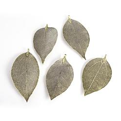 Antique Bronze Plated Electroplated Natural Leaf Big Pendants, with Iron Findings, Antique Bronze Plated, 55~85x25~40x1mm, Hole: 3x6mm