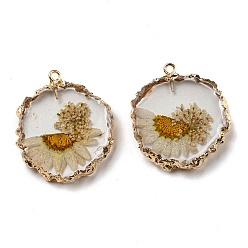 Sandy Brown Inner Dried Flower Resin Pendants, Flat Round Charms with Light Gold Plated Brass Edge and Iron Loops, Sandy Brown, 34~36x30~31.5x4.5~5.5mm, Hole: 2mm