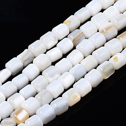 Concha de Agua Dulce Cuentas de concha de perla natural hebras, columna, 3.5x3.5 mm, agujero: 0.8 mm, sobre 111~112 unidades / cadena, 14.76 pulgada ~ 14.96 pulgada (37.5~38 cm)