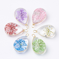 Mixed Color Glass Pendants, with Dried Flower Inside & Brass Findings, teardrop, Golden, Mixed Color, 22~24x13x8mm, Hole: 2mm