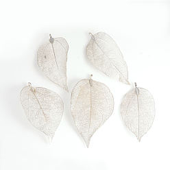 Platinum Plated Electroplated Natural Leaf Big Pendants, with Iron Findings, Platinum Plated, 55~85x25~40x1mm, Hole: 3x6mm