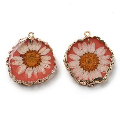 Tomato Inner Dried Flower Resin Pendants, Flat Round Charms with Light Gold Plated Brass Edge and Iron Loops, Tomato, 34~36x30~31.5x4.5~5.5mm, Hole: 2mm