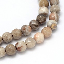 Fossil Coral Natural Fossil Coral Round Bead Strands, Faceted, 4mm, Hole: 1mm, about 98pcs/strand, 16 inch