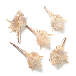 Pêche Décorations d'affichage de coquille de conque naturelle, lotus, peachpuff, 64~81x33~40x27~30mm