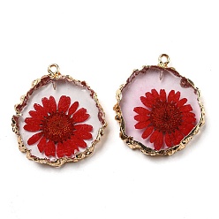Red Inner Dried Flower Resin Pendants, Flat Round Charms with Light Gold Plated Brass Edge and Iron Loops, Red, 34~36x30~31.5x4.5~5.5mm, Hole: 2mm