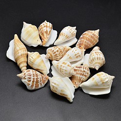 Verge D'or Perles de coquillage naturel, verge d'or, 30~55x20~35mm, Trou: 1~2mm, environ60~90 pcs / 500 g