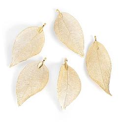 Light Gold Plated Electroplated Natural Leaf Big Pendants, with Iron Findings, Light Gold Plated, 70~100x30~50x1mm, Hole: 3x6mm