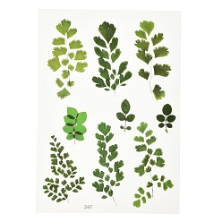 Лист Водостойкие пластиковые самоклеящиеся наклейки, растение, лист, 15x10.5x0.01 см