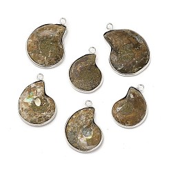 Platine Pendentifs fossiles de conque naturelle, charmes d'escargot fossile, avec les accessoires en laiton, coquille, platine, 27.5~35x20~26x6~7mm, Trou: 2.5mm