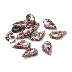 Sienna Natural Spiral Shell Beads, No Hole/Undrilled, Sienna, 14~22x8.5~12x3~4mm