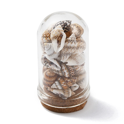 Decoraciones de exhibición de botellas de cúpula de vidrio, con cuenta de concha natural en el interior y base de corcho