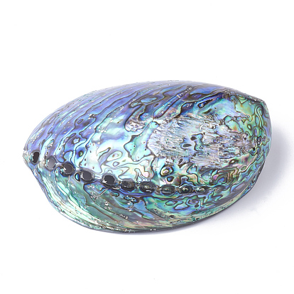 Natural Paua Shell Beads