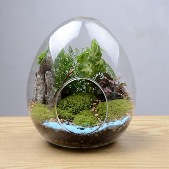 Florero de vidrio en forma de huevo, botella de vidrio de micropaisaje suculento hidropónico, decoración del hogar musgo
