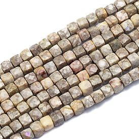 Brins de perles fossiles de conque naturelle, cube, facette