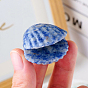Natural Gemstone Display Decorations, for Home Office Desk, for Home Office Desk, Shell Shape