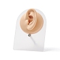 Moule d'affichage d'oreille en silicone souple, avec supports en acrylique, Boucles d'oreilles clou d'oreille affichage outils d'enseignement pour percer la pratique de l'acupuncture de suture