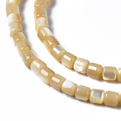 Coquille De Trochus Brins de perles de coquille de trochid / trochus shell, colonne, 3.5x3.5mm, Trou: 1mm, Environ 111~117 pcs/chapelet, 15.35 pouces ~ 15.94 pouces (39~40.5 cm)