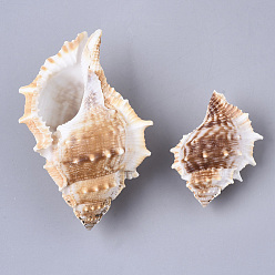 Blanc Antique Perles de coquillage naturel, perles non percées / sans trou, blanc antique, 58.5~99x42~64.5x31~48mm