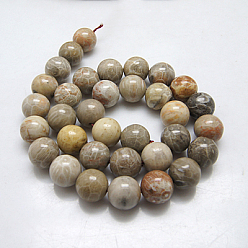Fossil Coral Natural Fossil Coral Round Bead Strands, 6mm, Hole: 1mm, about 62pcs/strand, 15.5 inch
