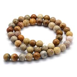 Fossil Coral Natural Fossil Coral Beads Strands, Round, 8~8.5mm, Hole: 0.8mm, about 45pcs/strand, 15 inch(38cm)