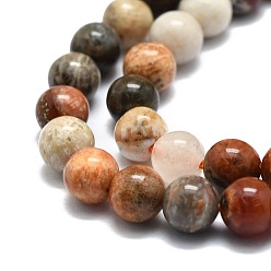 Fossil Coral Natural Fossil Coral Beads Strands, Round, 6mm, Hole: 1mm, about 67pcs/strand, 15.35''(39cm)