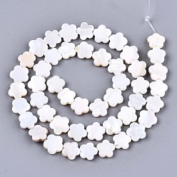 Seashell Color Natural Freshwater Shell Beads Strands, Flower, Seashell Color, 8x8x2.5mm, Hole: 0.6mm, about 46~48pcs/strand, 14.96 inch (38cm)