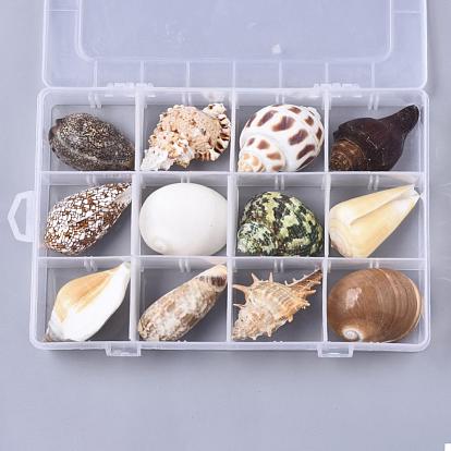 Natural Shell Home Display Decoration Sets, No Hole/Undrilled
