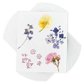 Dried Embossed Paper, Rectangle