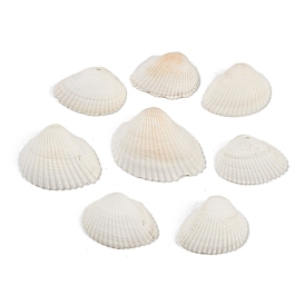 Perles de coquillages naturels, forme coquille, top foré