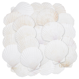 60 Stück natürlicher Muschelschmuck-Dekorationsplatte, Aufbewahrungsschale für Ringe, , Ohrringe
