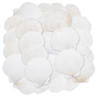 60pièces assiette décorative pour bijoux en coquillage naturel, plateau de rangement pour bagues, , Des boucles d'oreilles